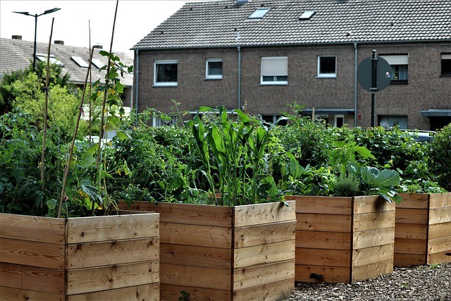 raised-garden-bed