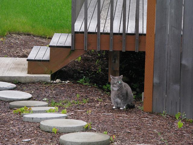 wooden steps