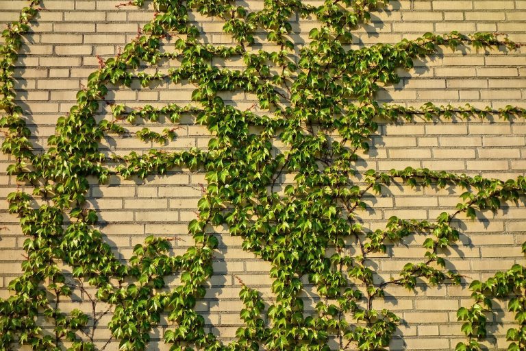 How to Hide a Brick Wall in the Garden