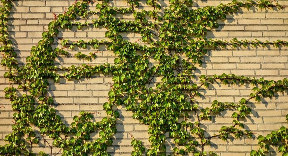 How to Hide a Brick Wall in the Garden
