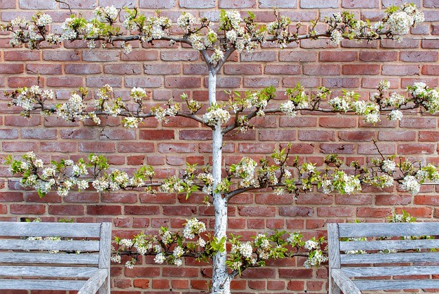 garden wall ideas