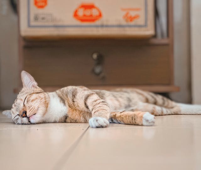 cat-sleeping-on-floor